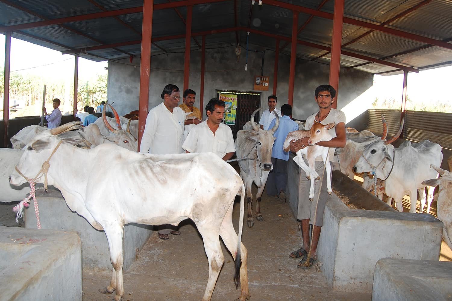 Caretakers standing with indigenous cows and a calf inside a gaushala shed
