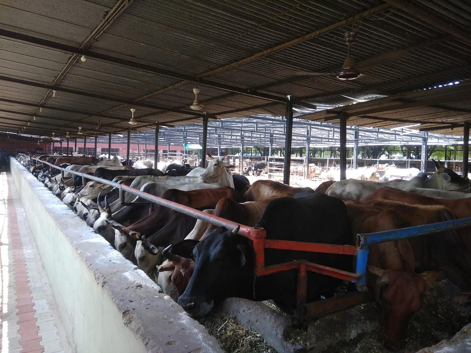 Illustrative photograph of cows feeding along a trough inside a gaushala shed