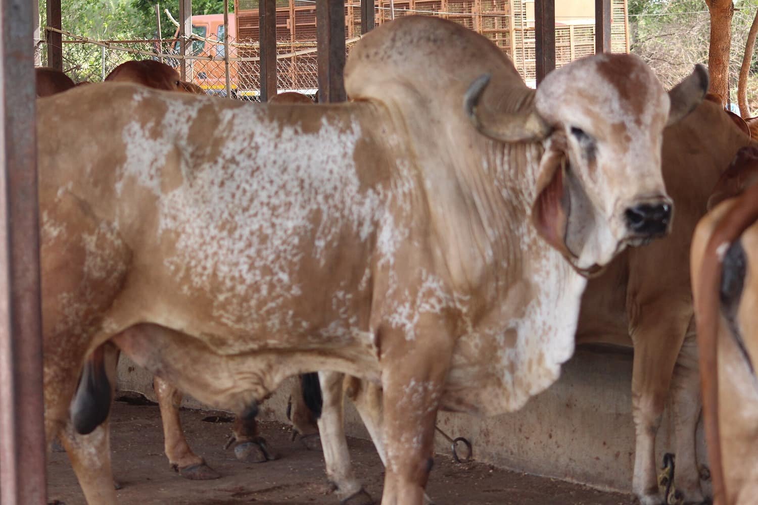 A cow standing among other cattle in a shed